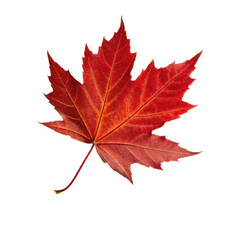 Obraz premium Vibrant red maple leaf isolated on transparency background, showcasing autumn beauty and detail