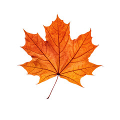 Obraz premium Vibrant orange maple leaf showcasing intricate veins and natural beauty