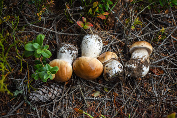 Porcini mushrooms (Boletus edulis) on the forest floor with spruce cones and lingonberry leaves.