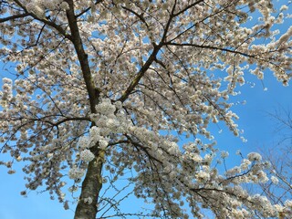 Spring blossom of an apple tree with blue skies on a background. Landscape photos taken while traveling.These images show the harmony of beautiful nature and architecture. White- Pink Flowers.