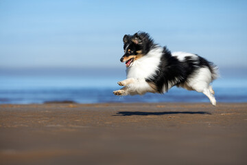 happy tricolor sheltie dog jumping on the beach