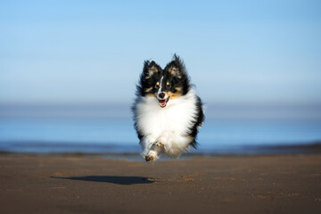 cute and happy shetland sheepdog dog jumping on the beach