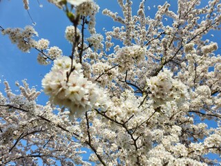 Spring blossom of an apple tree with blue skies on a background. Landscape photos taken while traveling.These images show the harmony of beautiful nature and architecture. White- Pink Flowers.