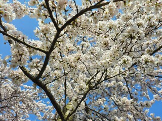Spring blossom of an apple tree with blue skies on a background. Landscape photos taken while traveling.These images show the harmony of beautiful nature and architecture. White- Pink Flowers.