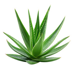 Fototapeta premium Aloe vera plant with vibrant green leaves and water droplets, symbolizing freshness and health