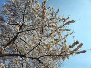 Spring blossom of an apple tree with blue skies on a background. Landscape photos taken while traveling.These images show the harmony of beautiful nature and architecture. White- Pink Flowers.