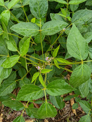 A close-up of vibrant green soybean plants with pink flowers. Showcasing the beauty of nature's harmony with agriculture during the summer.