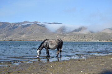 horses on the river