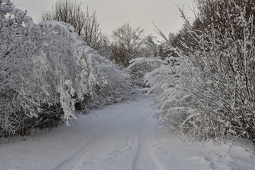 Bent branches to the ground loaded with heavy snow during winter in the forest