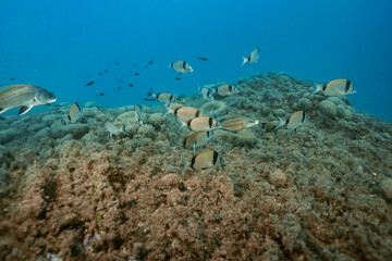 Fototapeta premium Swimming Common Two-Banded Seabream Diplodus vulgaris and Corb fish in the ocean