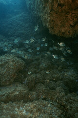 Fish school of Common Two-Banded Seabream Diplodus vulgaris on underwater coral reef in ocean