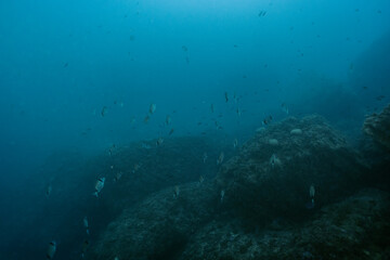 School of Common Two-Banded Seabream Diplodus vulgaris fish in depths in Mediterranean sea