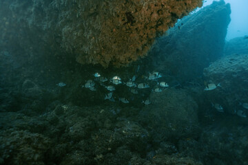Fototapeta premium Underwater landscape with Common Two-Banded Seabream Diplodus vulgaris