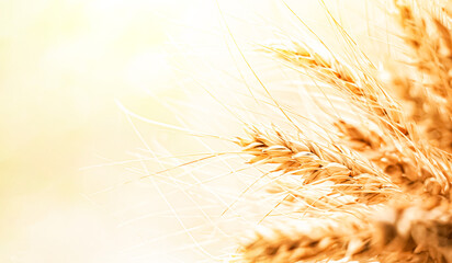 Obraz premium Golden wheat stalks swaying gently in the warm sunlight during a peaceful summer afternoon in a rural field