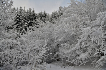 Bent branches to the ground loaded with heavy snow during winter in the forest