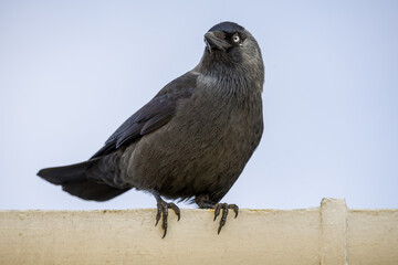Eurasian Jackdaw Perched on a Concrete Ledge