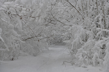 Bent branches to the ground loaded with heavy snow during winter in the forest