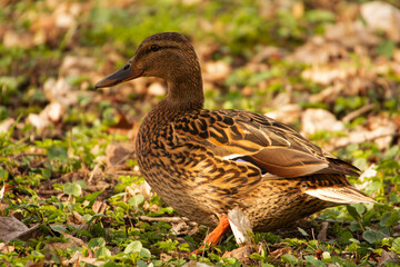duck on the grass