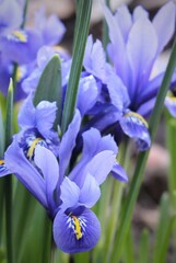 Irises. Purple iris buds on green grass background. Beautiful natural background. Spring flowers close-up. Delicate bud. Petals. Bright landscape. Awakening of nature. Primroses. Macro