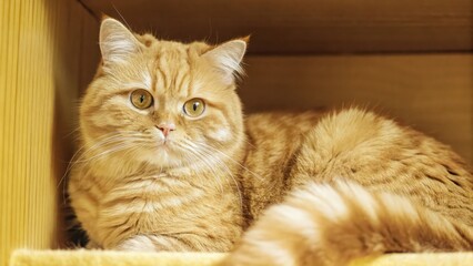 Obraz premium an adorable ginger cat relaxing in a cozy wooden space. The cat is looking directly at the camera, capturing its charm and relaxed demeanor.