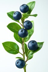 Close up of fresh blueberries on a branch with green leaves against a light background studio shot