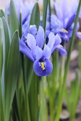 purple iris flowers
