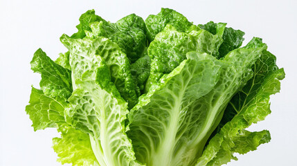 Fresh lettuce on white background