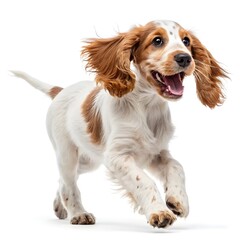 A young English Cocker Spaniel dog.
