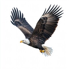 Obraz premium Bald eagle gliding with extended wings and sharp focus