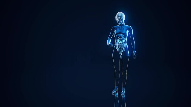 Conceptual animation of the gut microbiome