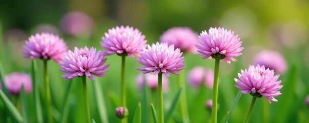 Obraz premium Close up image of delicate chives' flowers blooming in a garden, close up, culinary