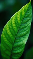 Closeup macro of exotic sage green tropical jungle leaf with veins texture, earthy foliage background, organic nature concept,  stylized,  background
