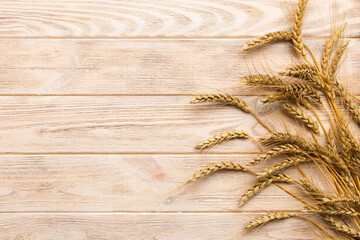Sheaf of wheat ears close up and seeds on colored background. Natural cereal plant, harvest time...