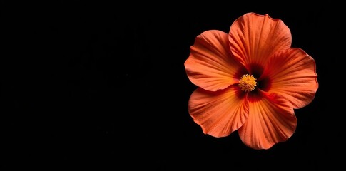 Obraz premium Close up of a vibrant kiku flower isolated on a black background, traditional, plant