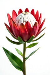 Close-up of a vibrant King protea flower isolated on white background,  vibrant,  bloom