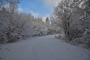 Car tire tracks on a road in a forest covered in snow and frost