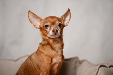 Elderly miniature toy terrier sits on dog bed at home, shaking and rocking, afraid of new...