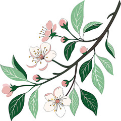 tree branch blooming without background