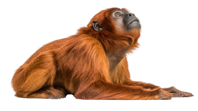 Brown howler monkey sitting on a smooth surface with a focused and curious expression