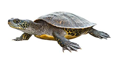 Fototapeta premium Elegant turtle swimming gracefully in clear water with vibrant scales and intricate patterns