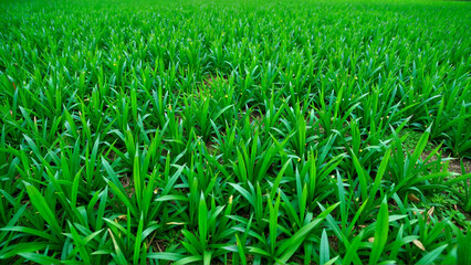 Obraz premium Lush Green Grass Field Surrounded by Nature's Beauty