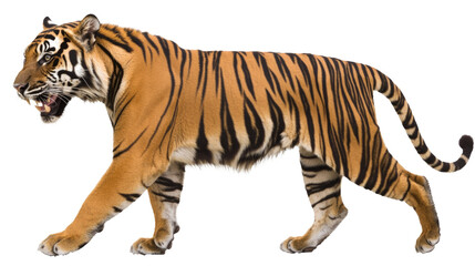 Fototapeta premium Majestic Tiger Walking in a Lush Forest Environment Capturing the Elegance of Nature's Predator