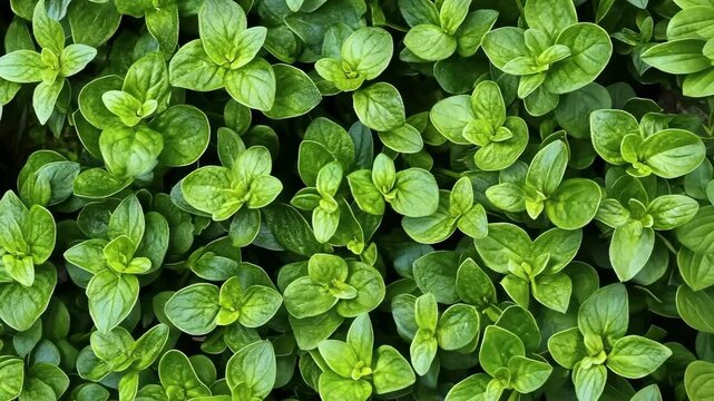 Lush green oregano plants growing in vibrant abundance in a sunny garden setting