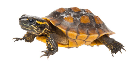 Obraz premium Captivating Portrait of a Colorful Turtle with Striking Shell and Unique Patterns