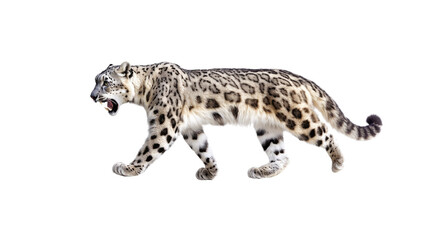 Majestic Snow Leopard Walking Gracefully Through Its Natural Habitat in the Wild