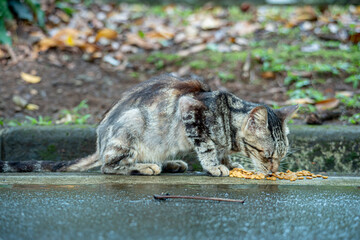 A very pregnant tabby cat who is eating dry food provided by visitors in a city park in the city of Bogor