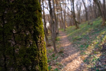 Mossy tree trunk in a forest pathway 
