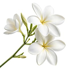 Naklejka premium bouquet of white lilies