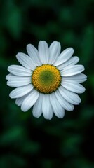Fototapeta premium Closeup of bee on flower with hidden camera concept for technology and nature