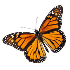 Fototapeta premium Spectacular Monarch Butterfly with Vivid Orange and Black Wings Isolated on Black Background